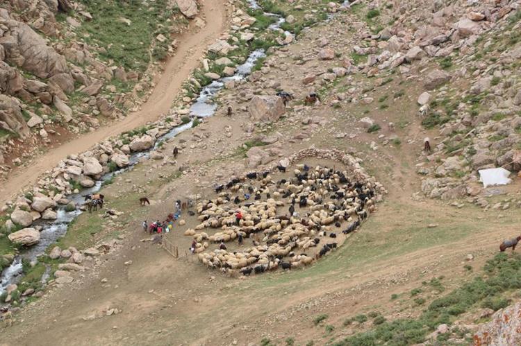 ‘TEK GEÇİM KAYNAĞIM KOYUNLAR’