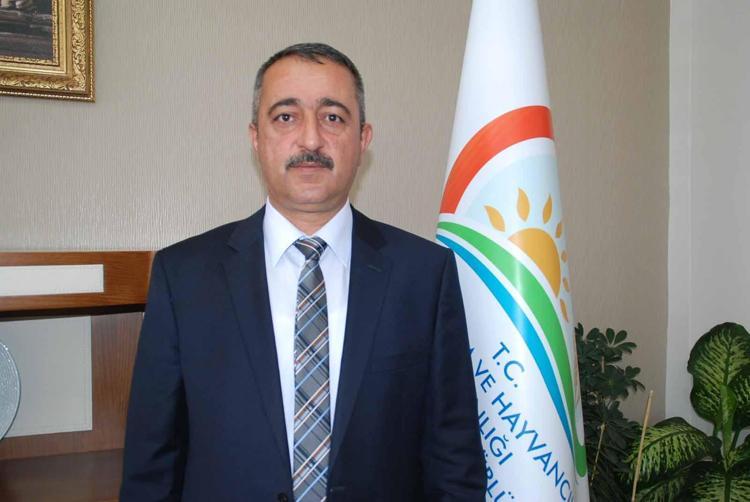 50 BİN TON REKOLTE BEKLENTİSİ