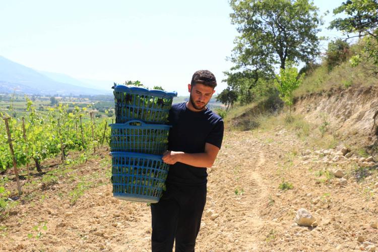 ‘ERBAA NARİNCE BAĞ YAPRAĞINDAN YİNE 2 MİLYAR LİRA KATKI BEKLİYORUZ’