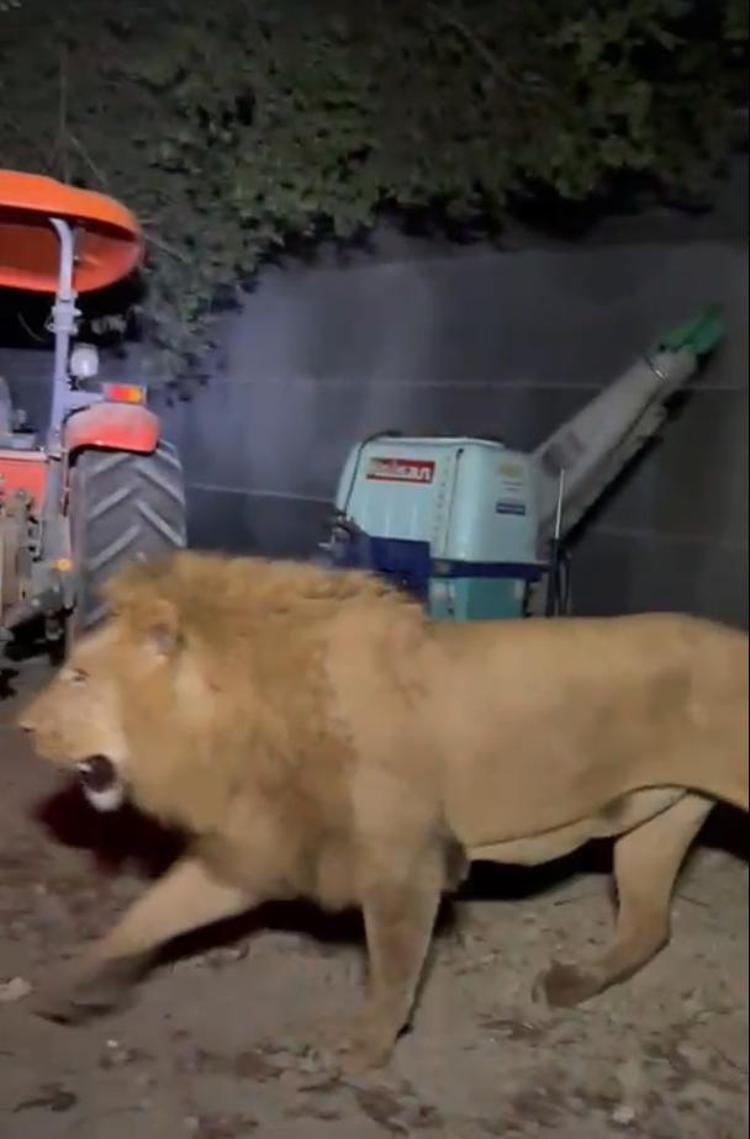 SAĞ YAKALANMASI MÜMKÜN OLMADI