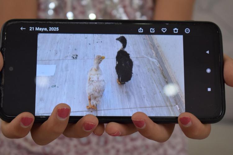 ÖRDEKLERİMİN GERİ GETİRİLMESİNİ İSTİYORUM