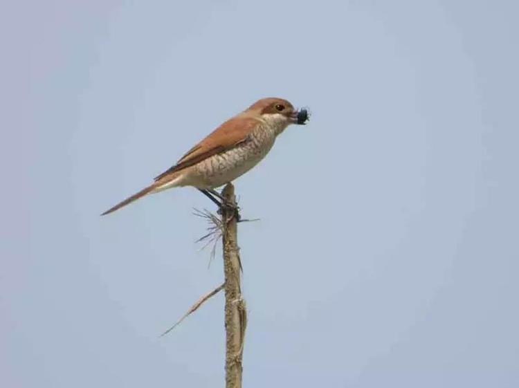 ‘KANALLAR SUYU ÇEKEREK BÖLGENİN DAHA ERKEN KURUMASINA NEDEN OLUYOR’