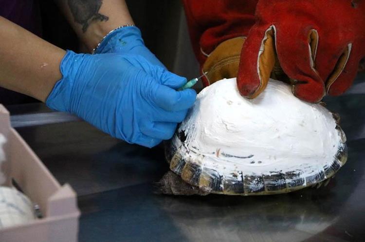 TİLKİYİ İYİLEŞTİKTEN SONRA DOĞAYA SALACAĞIZ