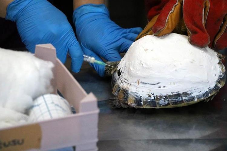 KUZU SAĞLIĞINA KAVUŞTU