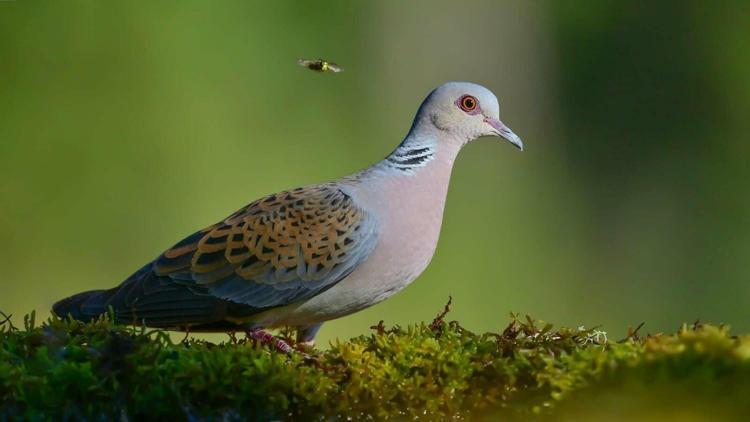 YANAN BÖLGEDE MİNİMUM 30 KUŞ TÜRÜ ETKİLENDİ