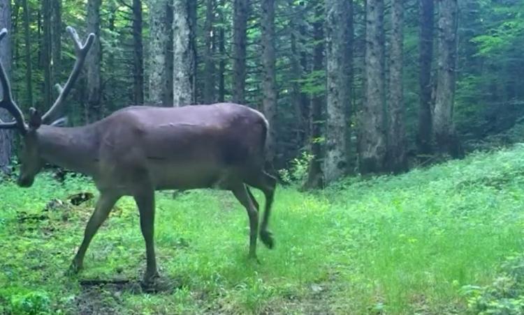 TÜRKİYE’DE DOĞAL OLARAK YAŞAYAN EN BÜYÜK GEYİK TÜRÜ