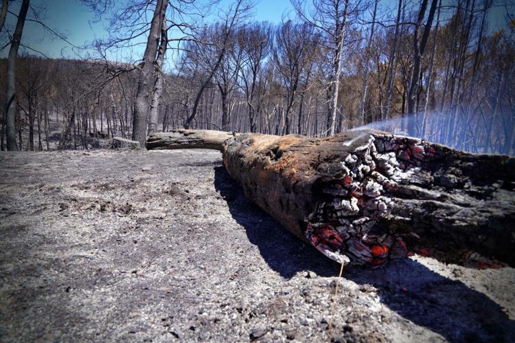 İSTİLACI TÜRLER DAHA HIZLI BİR YAYILIM GERÇEKLEŞTİREBİLİYOR