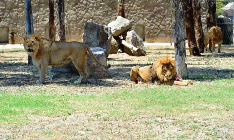 BELEDİYE AÇIKLAMA YAPTI