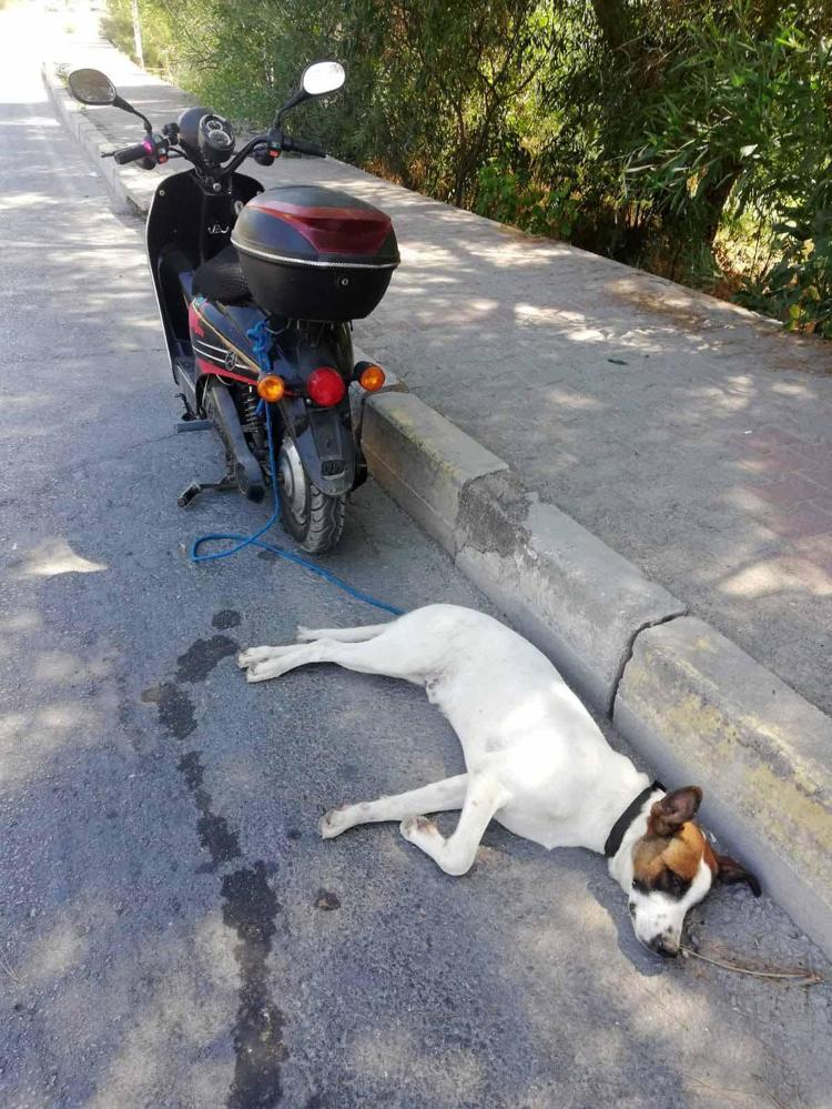 HAYVANSEVER POLİSLERDEN OLUŞAN ÖZEL EKİP