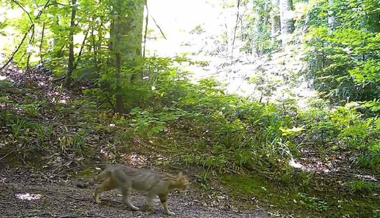 ‘SESSİZ AVCI, GÖRÜNMEZ İZLER’