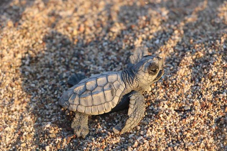 CARETTA CARETTALAR BÖLGEMİZİN EN ÖNEMLİ VARLIĞI