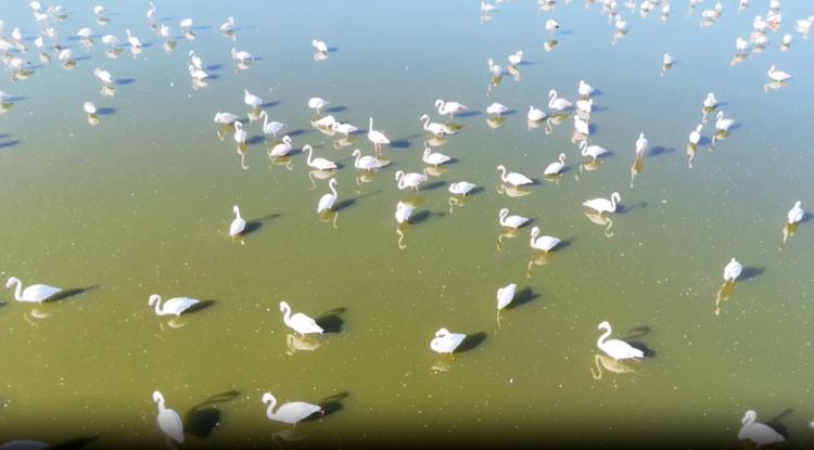 DERT ORTAĞI ALLI TURNA