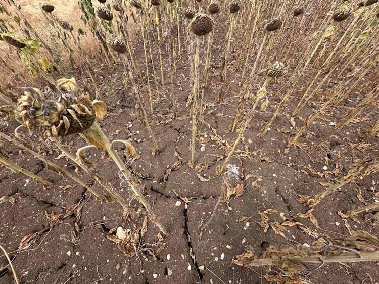 ‘KURAKLIK DESTEĞİ GEREKİYOR’