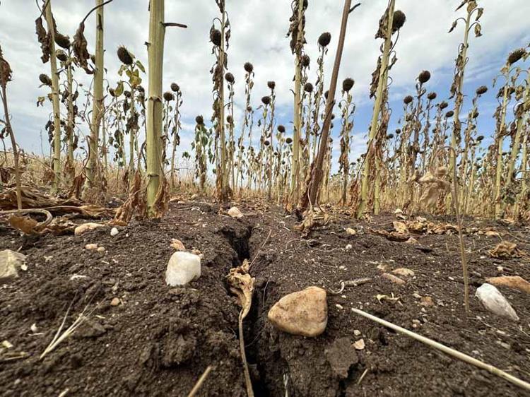 ‘TEMMUZ SICAKLIĞI KENDİNİ DÖLLEME İMKANI VERMİYOR’
