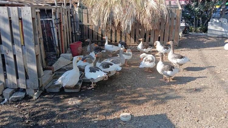 TOPLU BİR ŞİKAYETTEN BAHSEDİLMİYOR