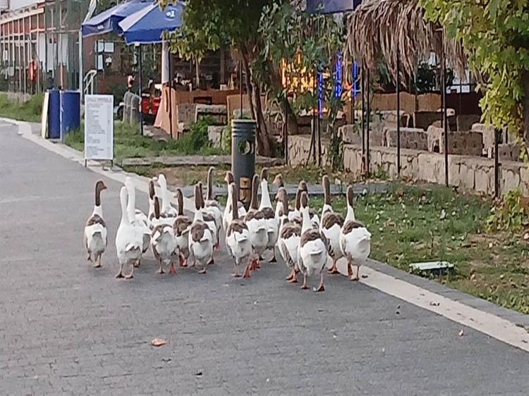 EN AZINDAN YÜRÜYÜŞ YAPABİLECEKLER