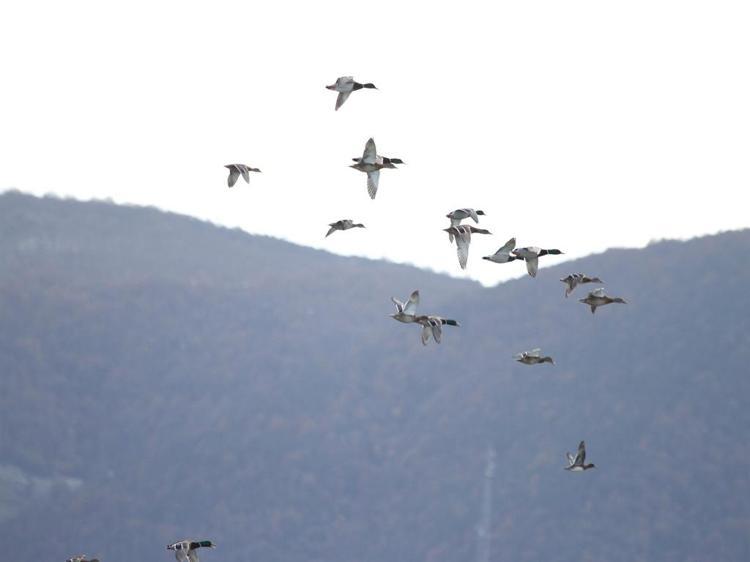 ‘GEÇEN YIL 10 BİN 500 OLAN KUŞ SAYISI BU YIL 5 BİNE DÜŞTÜ’