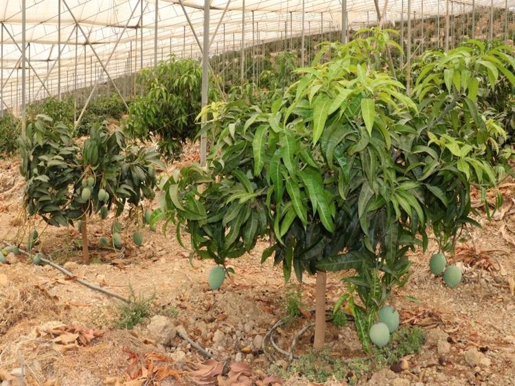 YERLİ MANGONUN KİLOSU 200 TL