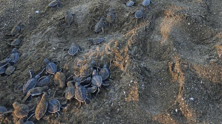 TÜRKİYEDEKİ ÖNEMLİ 3 YUVALAMA ALANINDAN BİRİ