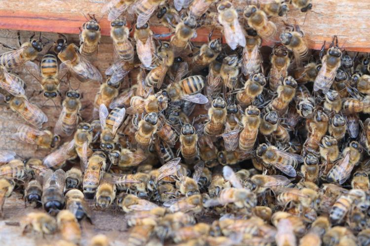 VERİM ÇOK YÜKSEK DEĞİL AMA TATMİN EDİCİ