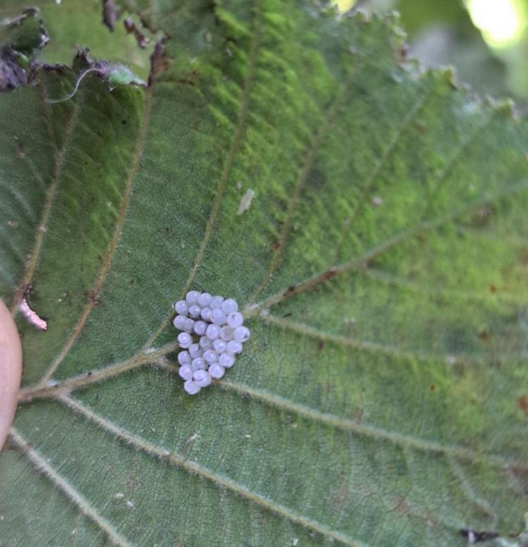 ‘KAHVERENGİ KOKARCA POPÜLASYONU SEYRELDİ AMA MÜCADELEYE DEVAM ETMELİYİZ’