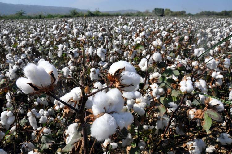 TARIMSAL SULAMADA TEHDİT OLUŞTURUYOR