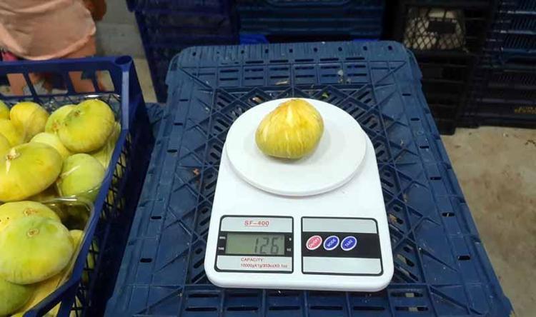 COĞRAFİ İŞARET ÇALIŞMASI