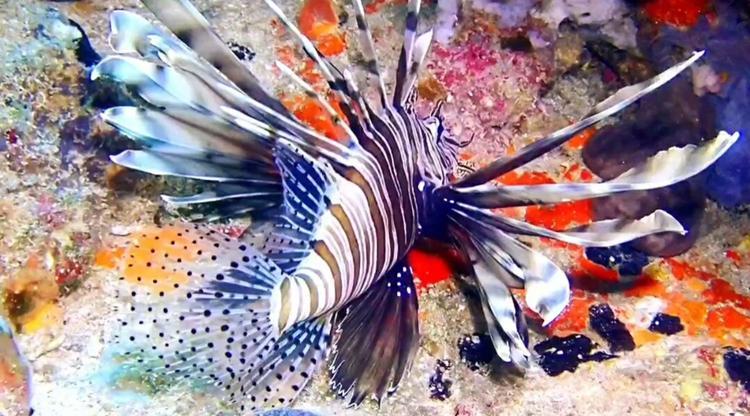 BİLİNÇLİ AVLANDIĞINDA EKONİMİK DEĞER TAŞIYOR