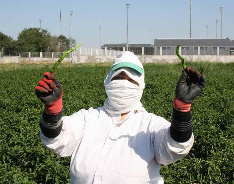 AŞIRI SICAKLIKTAN BİBERLER STRESE GİRDİ