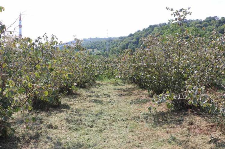 ZİRAİ DON FINDIK KÖYLÜSÜNÜN BELİNİ BÜKTÜ