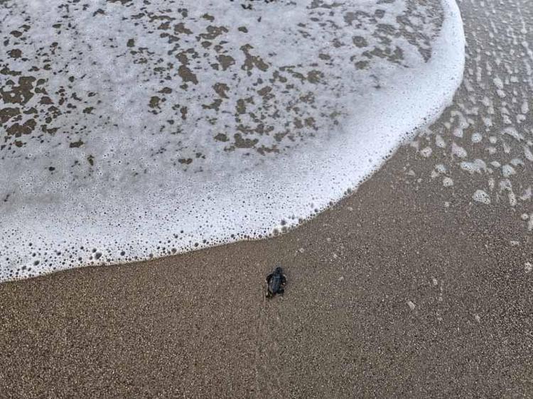 5 BİNİ AŞKIN YAVRU DENİZE ULAŞTI