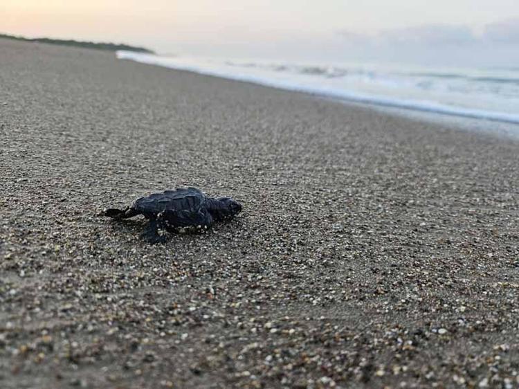 1000 YAVRUDAN 2-3Ü HAYATTA KALABİLİYOR