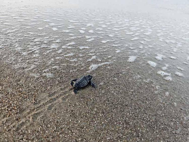 YUVA SAYISI 7 BİNİ BULABİLECEK