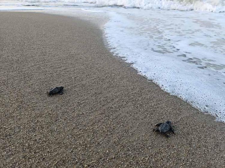 YURT DIŞINDAN BİLE GÖNÜLLÜ GELİYOR