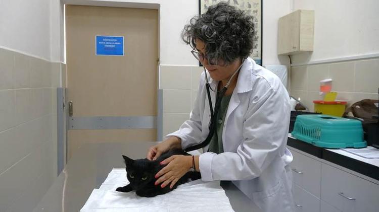 ‘ARAÇTA BIRAKILAN HAYVAN ISI STRESİ GEÇİRİP ÖLEBİLİR’