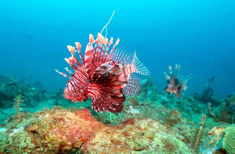 İZMİR KIYILARINDA YOĞUNLAŞABİLİR