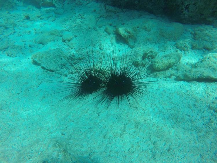 UZUN DİKENLİ DENİZ KESTANESİNİN DOĞADA DÜŞMANI YOK