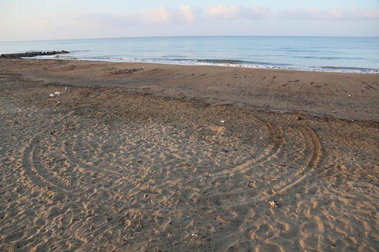 BAŞIBOŞ KÖPEKLER YUVALARI KAZIYOR