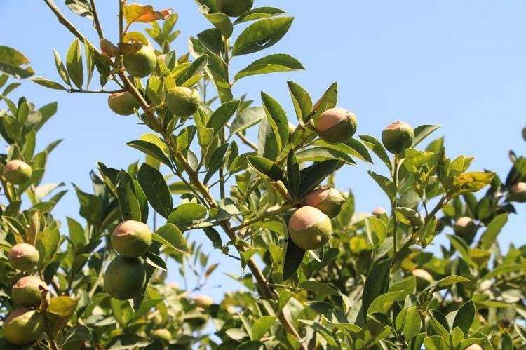 TARSİM TARAFINDAN KARŞILANMASI GEREKİYOR