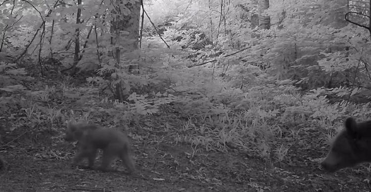 YAVRULARININ ARKASINDAN YÜRÜDÜ