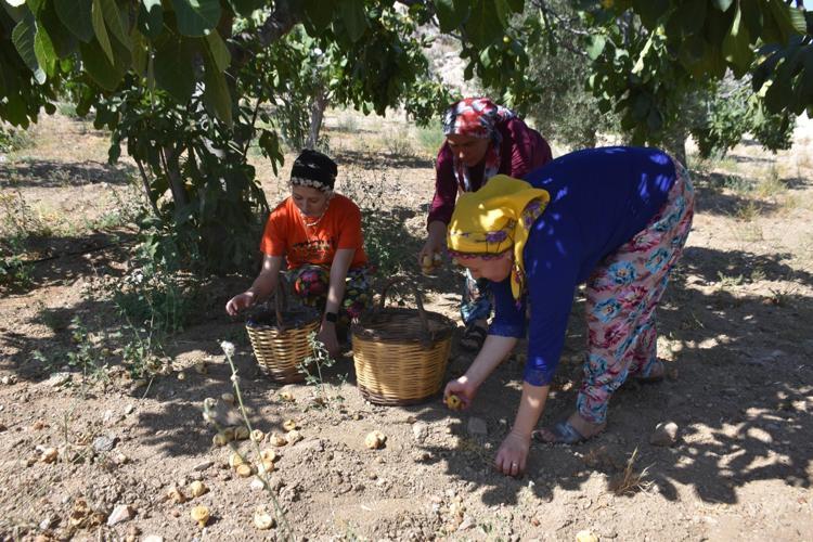 5 İLÇEDE 373 ÜRETİCİYE 7 BİN 500 ADET KEREVET DAĞITTIK