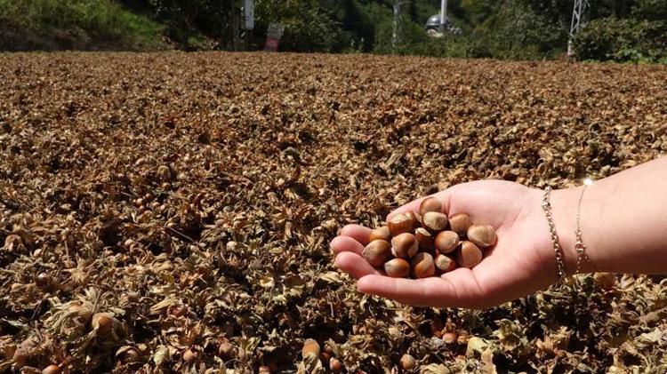 ORDU’DA TARİHİN EN DÜŞÜK REKOLTESİ