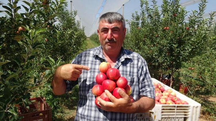 ELMA AZ, RAĞBET ÇOK