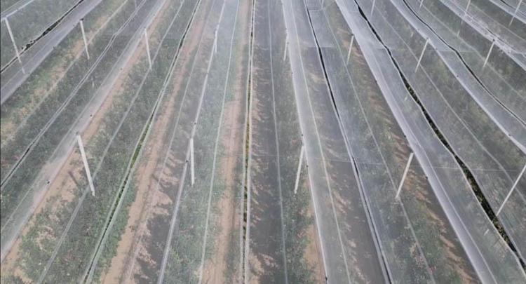 DEVLET, ÇİFTÇİNİN ZARARINI ÖDÜYOR