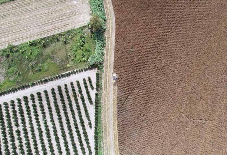 İNCEFİKİR: KURAKLIK MISIR REKOLTESİNİ DÜŞÜRDÜ