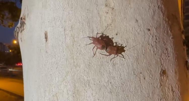 ‘KİMYASAL YERİNE BİYOLOJİK MÜCADELE TERCİH EDİLMELİ’