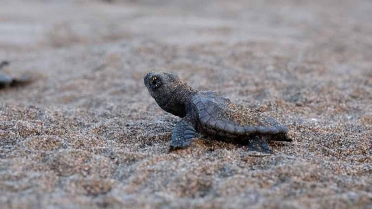 DENİZ KAPLUMBAĞALARI 1989DAN BU YANA KORUNUYOR