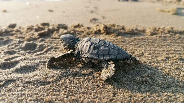 ‘DENİZLERİMİZİ TEMİZ TUTALIM