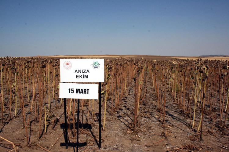 EKİM ZAMANI GEÇTİKÇE YAĞ ORANI DÜŞTÜ