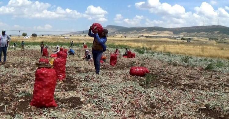 TARLASINDA TOPLADIĞI SOĞANI YOL KENARINDA SATIYOR